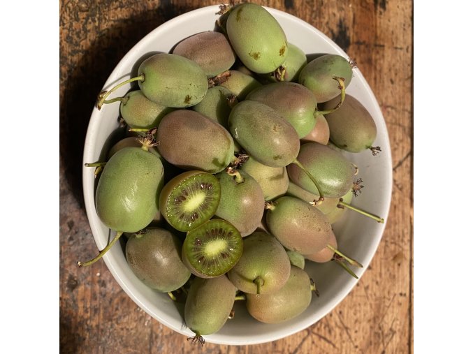 Actinidia arguta 'Kens Red' - kiwi samičí