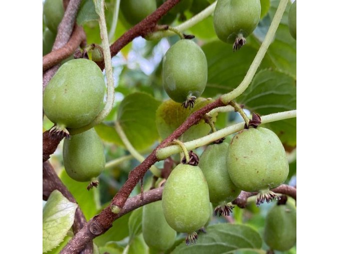 Actinidia arguta 'Vitikiwi' - kiwi samosprašné
