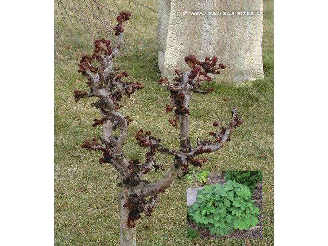Aesculus hippocastanum 'Cristatum' - jírovec maďal