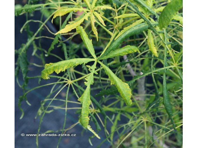 Aesculus hippocastanum 'Laciniatum' - jírovec maďal