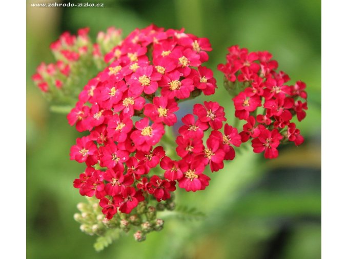 Achillea millefolium 'Paprika' - řebříček obecný