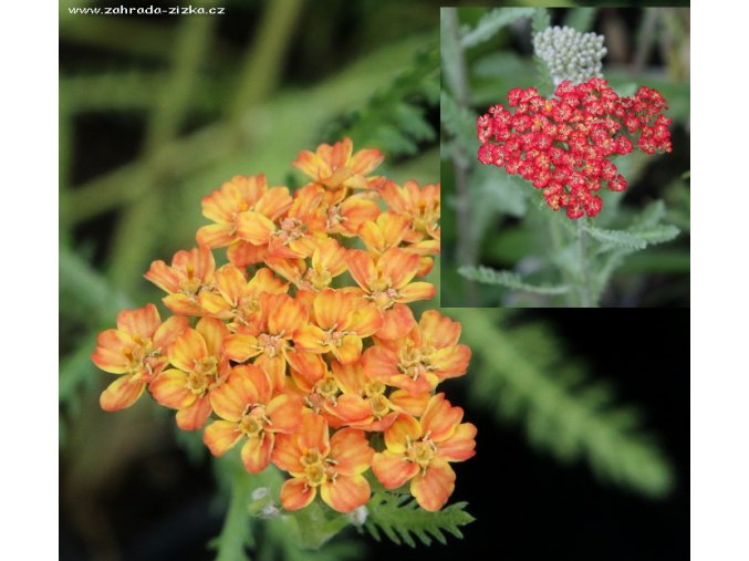 Achillea millefolium 'Terracotta' - řebříček