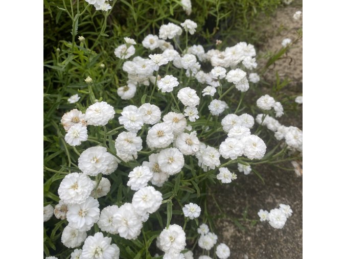 Achillea ptarmica 'Pearl Group' - řebříček bertrám