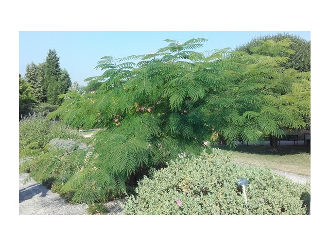 Albizia julibrissin 'Rosea' - albízie / perská akácie