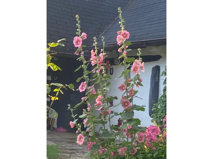 Alcea rosea hybr. 'Radiant Rose' - topolovka, slézová růže