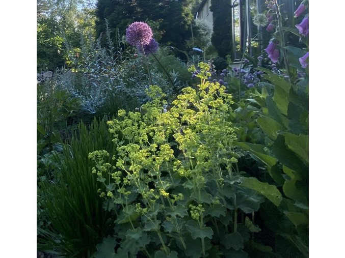 Alchemilla mollis - kontryhel