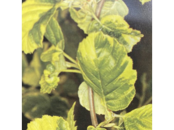 Alnus incana 'Follis Aureomarginata' - olše šedá