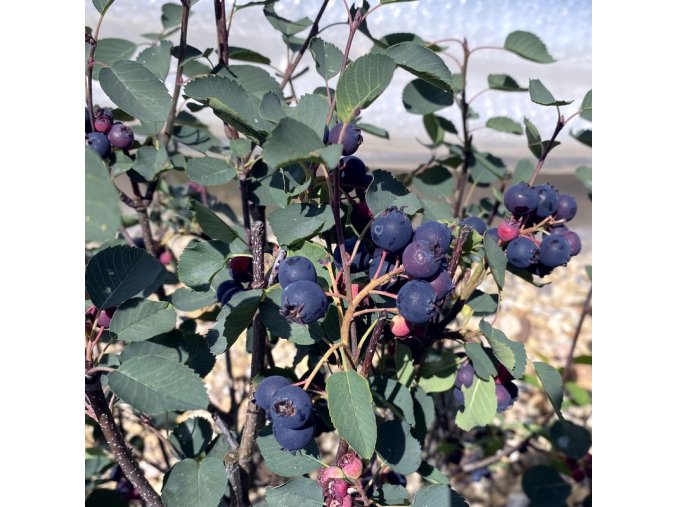 Amelanchier alnifolia 'Nortline' - muchovník olšolistý
