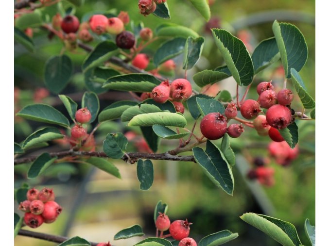 Amelanchier alnifolia 'Pink Fruit' - muchovník olšolistý