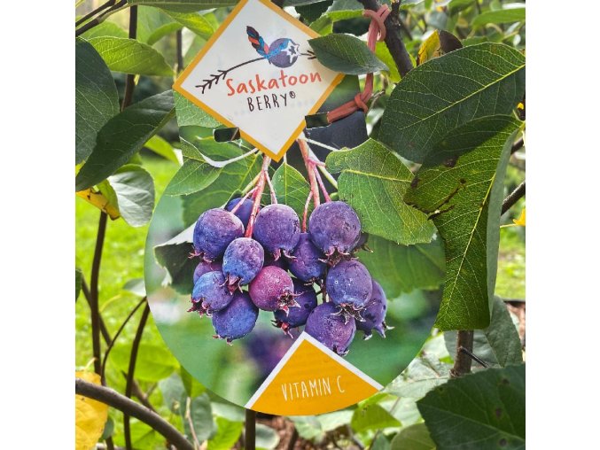 Amelanchier alnifolia 'Saskatoon Berry' - muchovník olšolistý
