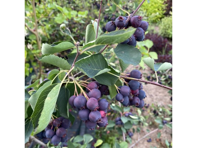 Amelanchier alnifolia 'Thiessen' - muchovník olšolistý