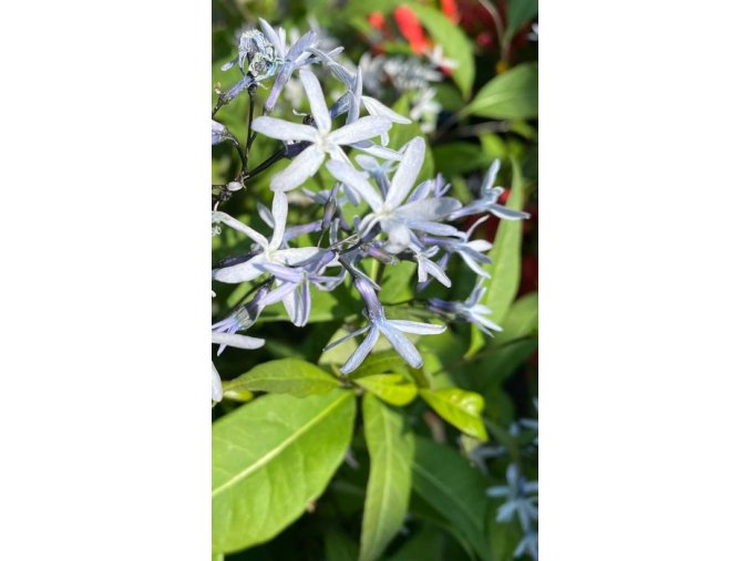 Amsonia tabernaemontana - amsónie
