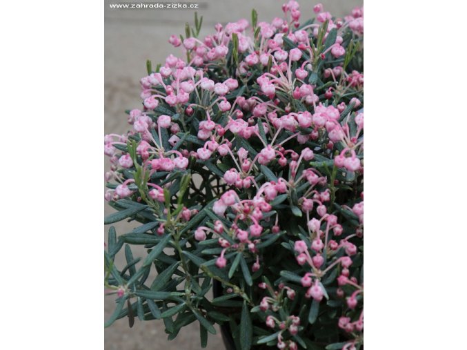 Andromeda polifolia 'Blue Ice' - kyhanka