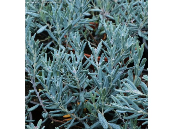 Andromeda polifolia 'Blue Lagoon' - kyhanka