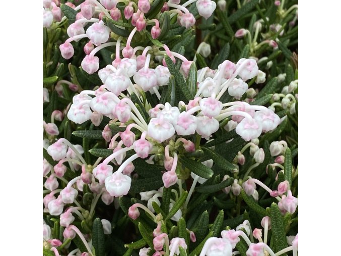 Andromeda polifolia 'Compacta' - kyhanka
