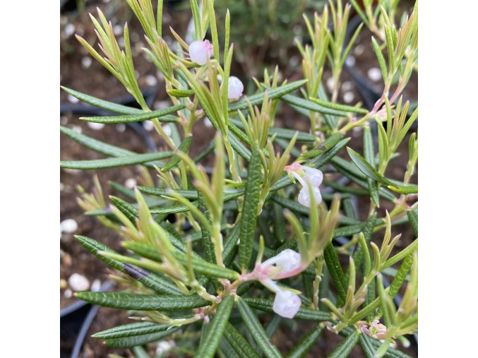 Andromeda 'UVASUGE' - kyhanka