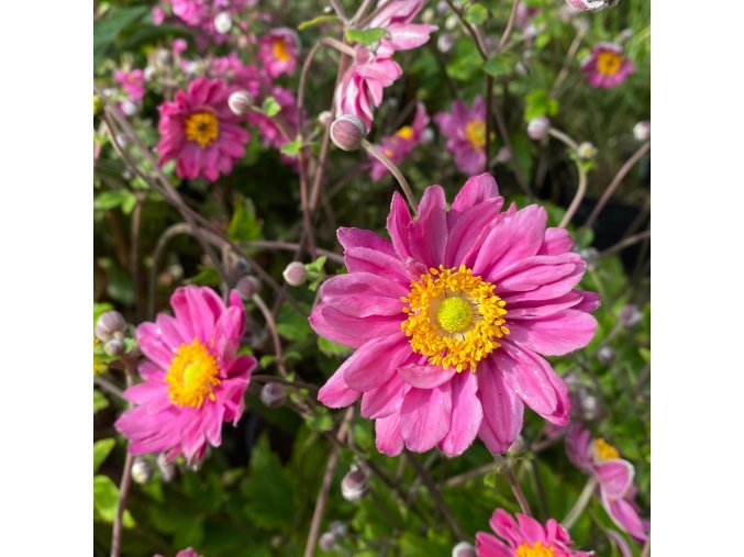 Anemone hupehensis var. japonica 'Pamina' - sasanka