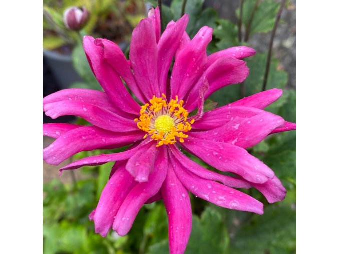 Anemone hupehensis var. japonica 'Bressingham Glow' - sasanka