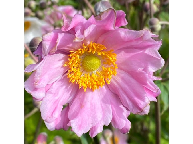 Anemone hybrida 'Whirlwind Pink' - sasanka
