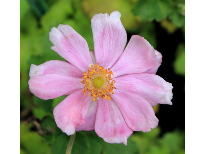 Anemone japonica 'Konigin Charlotte' - sasanka