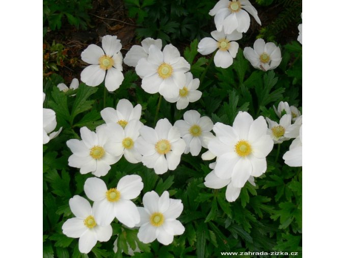 Anemone sylvestris - sasanka lesní