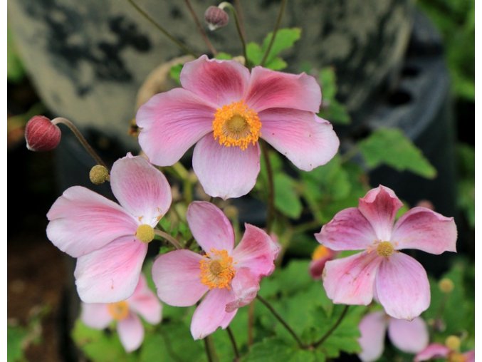 Anemone tomentosa 'Robustissima' - sasanka
