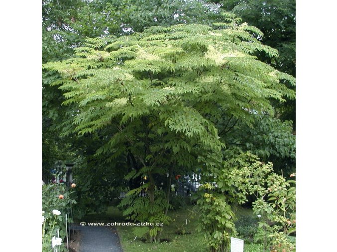 Aralia elata - arálie štíhlá
