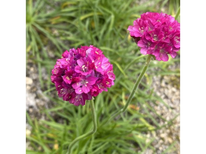 Armeria maritima 'Splendens' - trávnička přímořská
