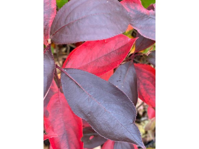 Aronia melanocarpa 'Autumn Magic' - černý jeřáb / temnoplodec černoplodý