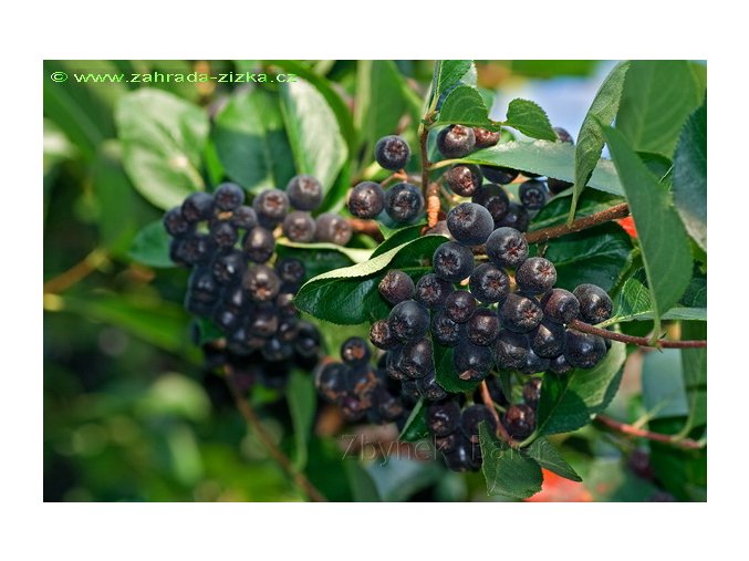 Aronia melanocarpa 'Nero' kmínek - černý jeřáb / temnoplodec černoplodý