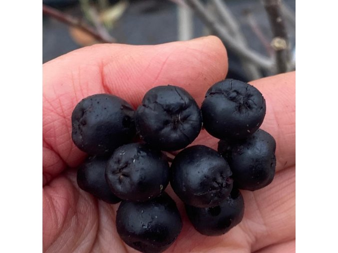 Aronia prunifolia 'Viking' - černý jeřáb / temnoplodec