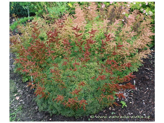 Aruncus aethusifolius - udatna