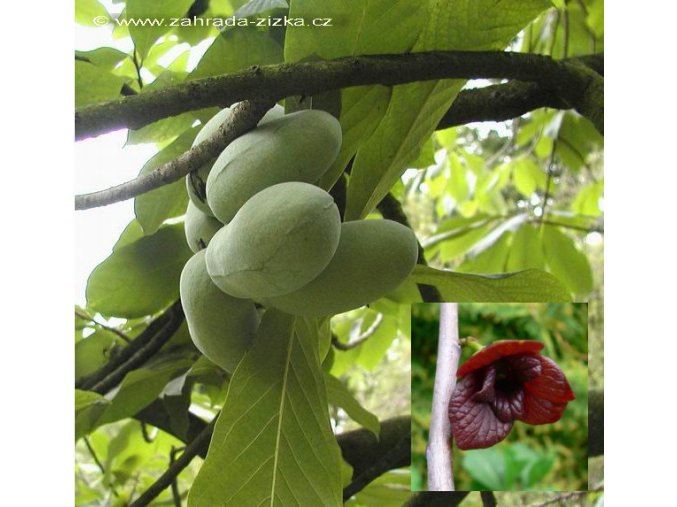 Asimina triloba 'Prima' - muďoul trojlaločný
