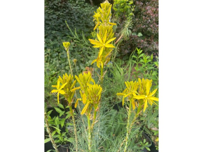 Asphodeline lutea - asfodelka