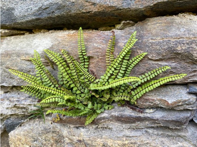 Asplenium trichomanes - sleziník červený