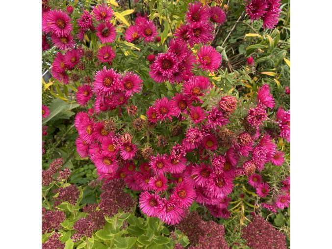 Aster novae-angliae 'Andenken an Alma Pötschke' - hvězdnice novoanglická