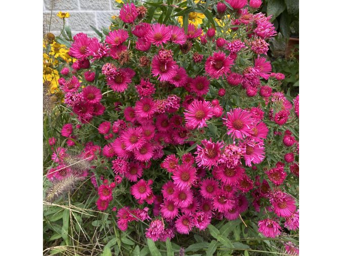 Aster novae-angliae 'Andenken an Alma Pötschke' - hvězdnice novoanglická