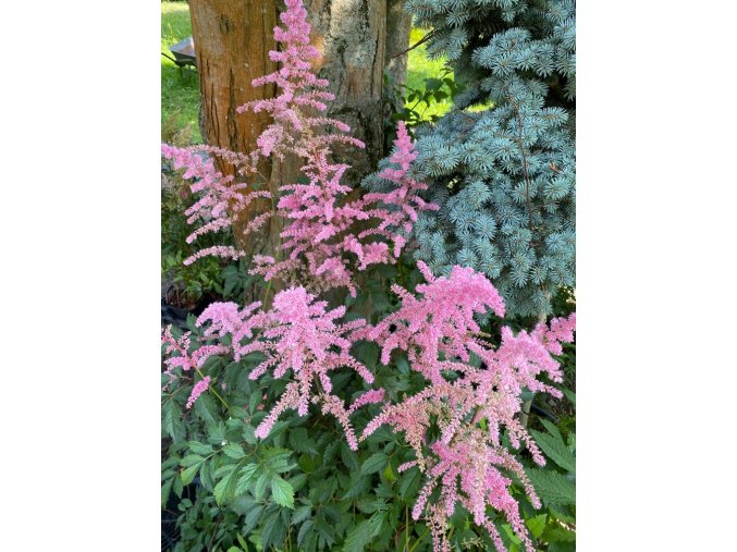 Astilbe arendsii (x) 'Cattleya' - čechrava