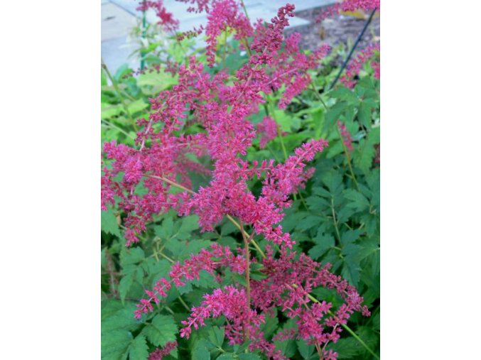 Astilbe arendsii (x) 'Granat' - čechrava