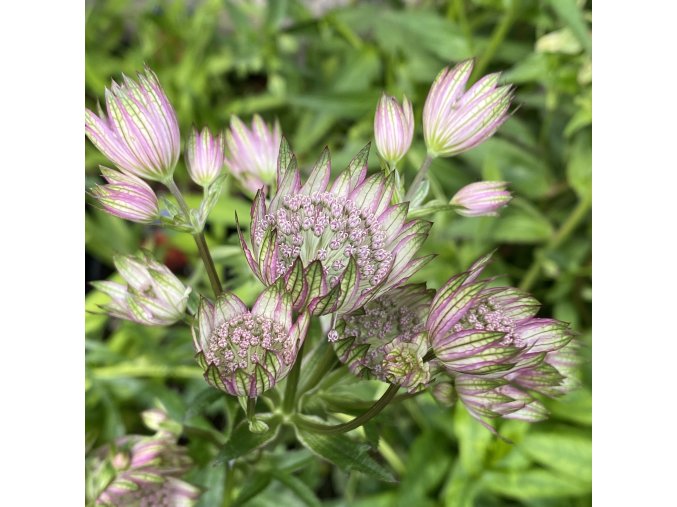 Astrantia major 'Primadonna' - jarmanka