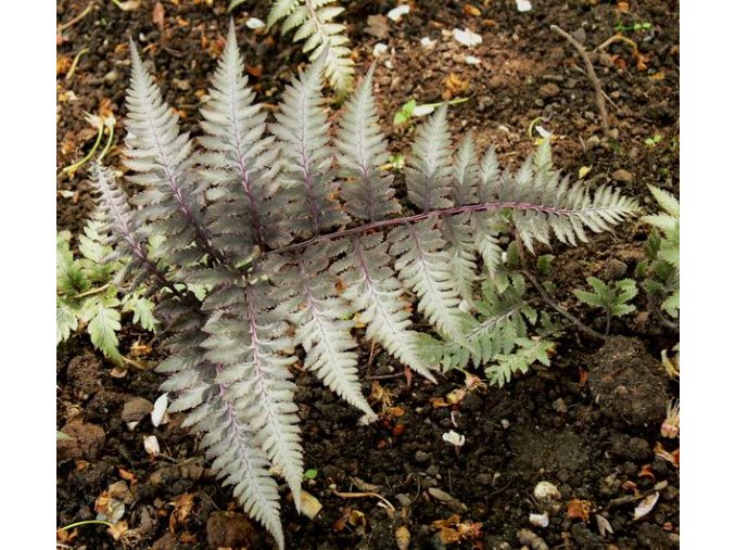 Athyrium niponicum 'Metallicum' - papratka japonská