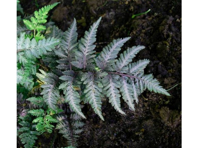 Athyrium niponicum 'Red Beauty' - papratka japonská
