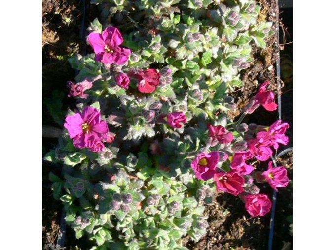 Aubrieta x cultorum 'Cascade Rot' - tařička