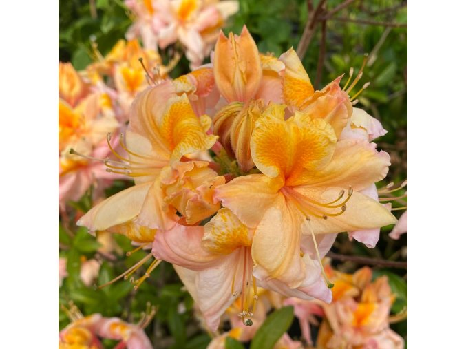 Azalea Don Quichotte
