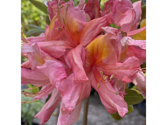 Azalea 'Bery Rose' - azalka velkokvětá
