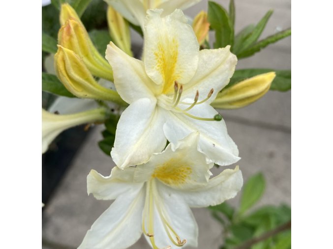 Azalea 'Daviesii' - azalka velkokvětá