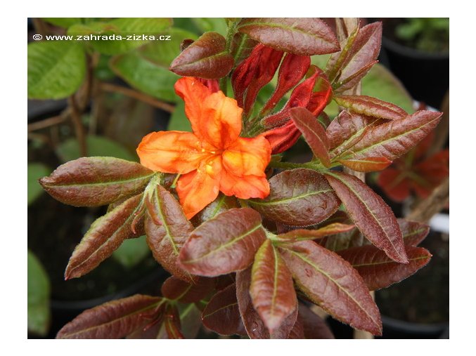 Azalea 'Fireball' - azalka velkokvětá