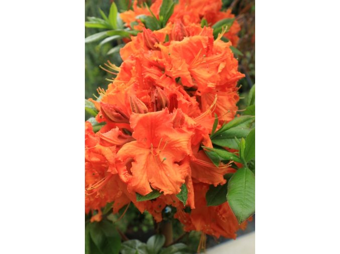 Azalea 'Gibraltar' kmínek - azalka velkokvětá