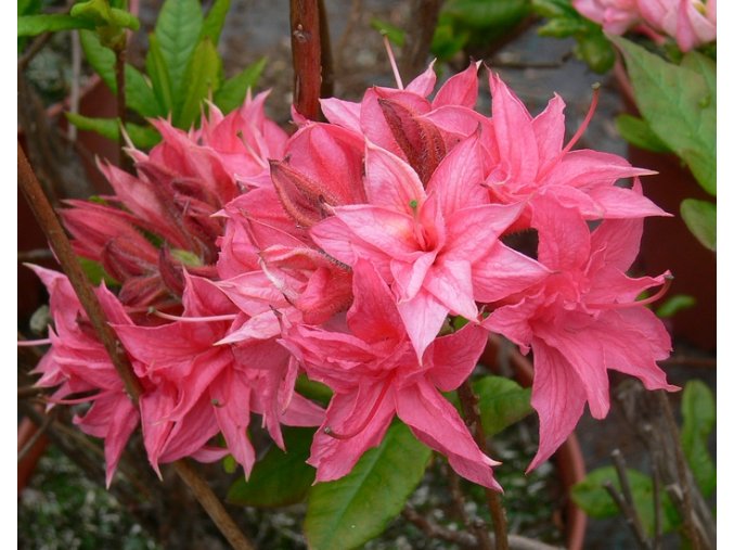 Azalea 'Homebush' - azalka velkokvětá