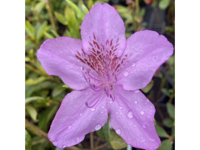 Azalea japonica (Rhododendron lediganense) 'Ledikanense' - azalka japonská